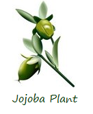 jojoba plant