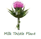 milk-thistle-plant