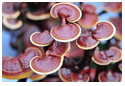 red mushroom, ganoderma, red reishi